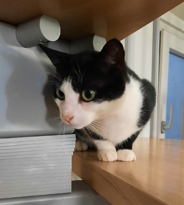 Silvestro miciotto di 9 mesi  Foto 2